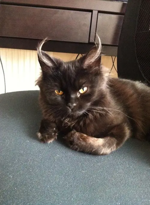 Meet Today's Adorable Cat!