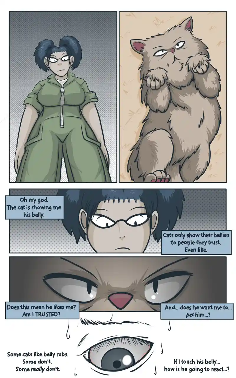 The Adorable Belly: A Cat's Favorite Spot