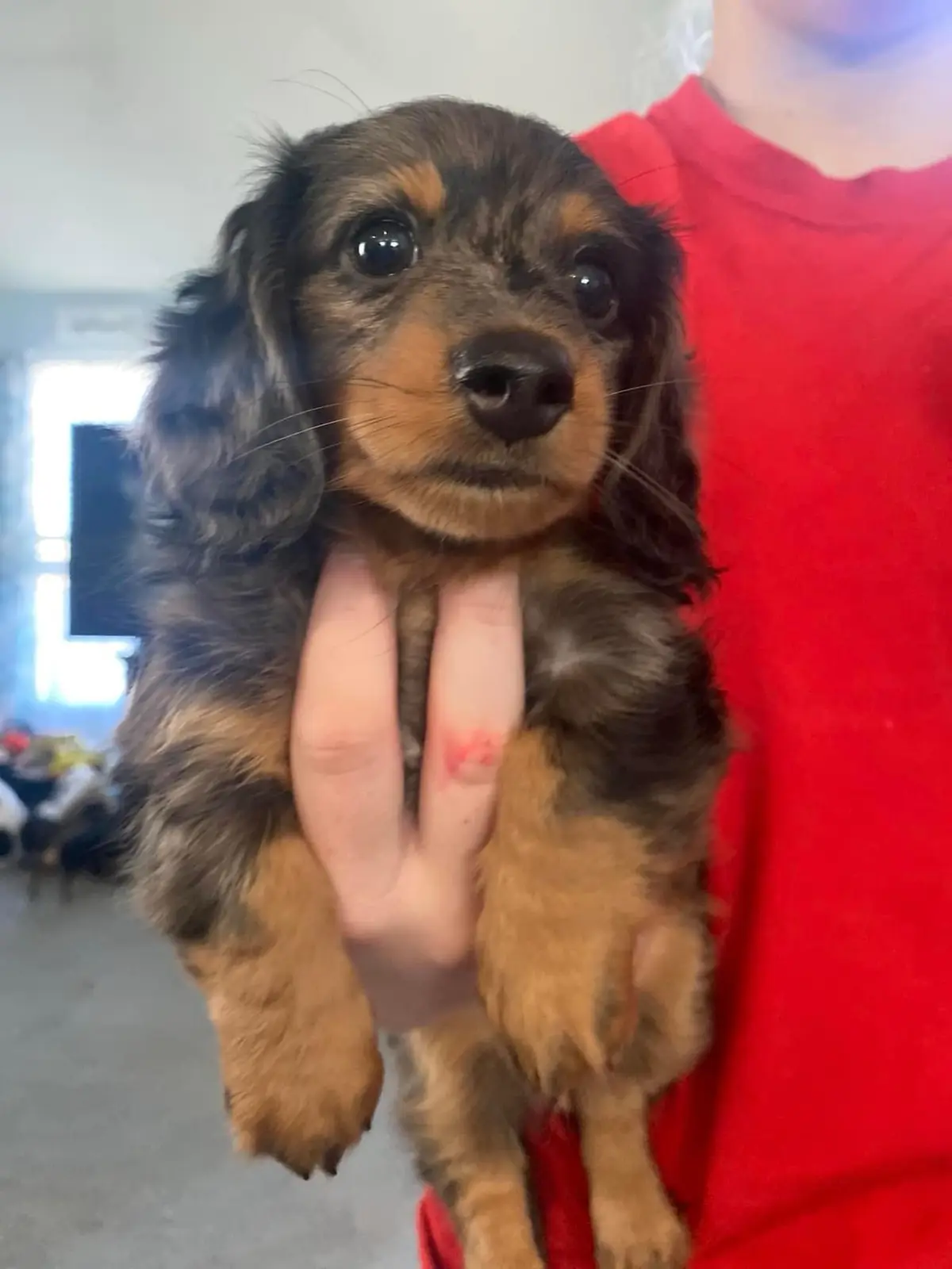 A person in a red shirt holds a small, long-haired puppy with brown and black fur. The puppy has large, expressive eyes and…