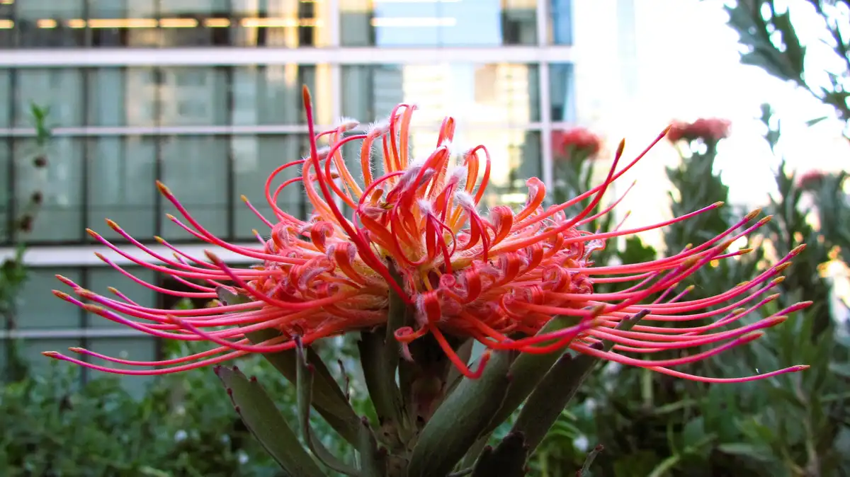 A close-up photo of a vibrant red, spiky flower with long, thin, curling petals resembling fireworks, set against a blurred…
