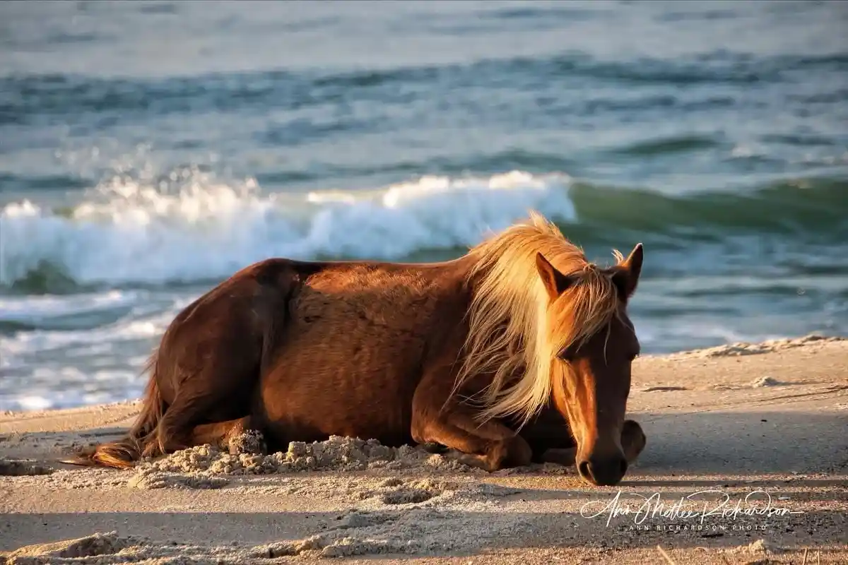 a brown horse with a blonde mane is lying down on a sandy beach with ocean waves crashing behind it. The horse appears…