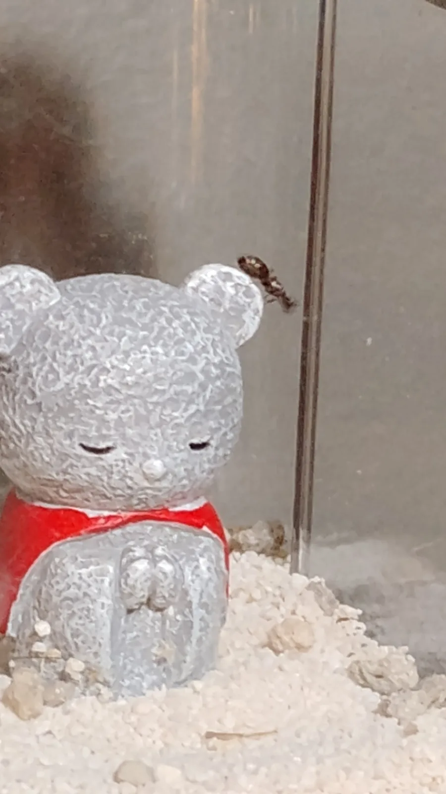 A small, textured gray bear figurine wearing a red scarf sits in white sand inside a glass enclosure. A single ant crawls on…