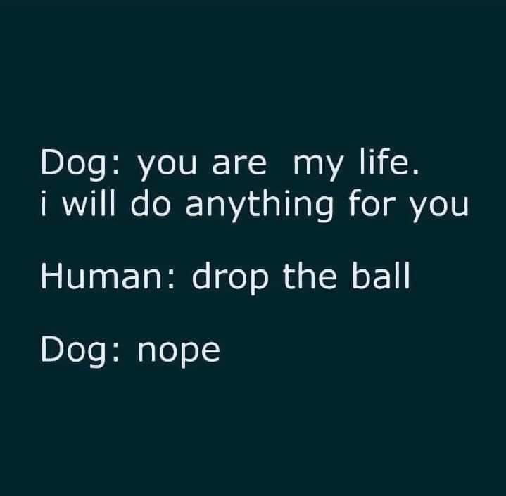A dark teal background displays white text in a simple sans-serif font, presenting a dialogue where a dog expresses devotion…