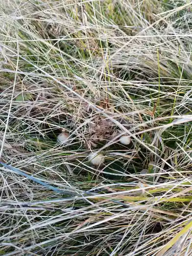 A close-up photo shows several small, light-colored mushrooms peeking out from beneath a dense layer of dry, pale grass and…