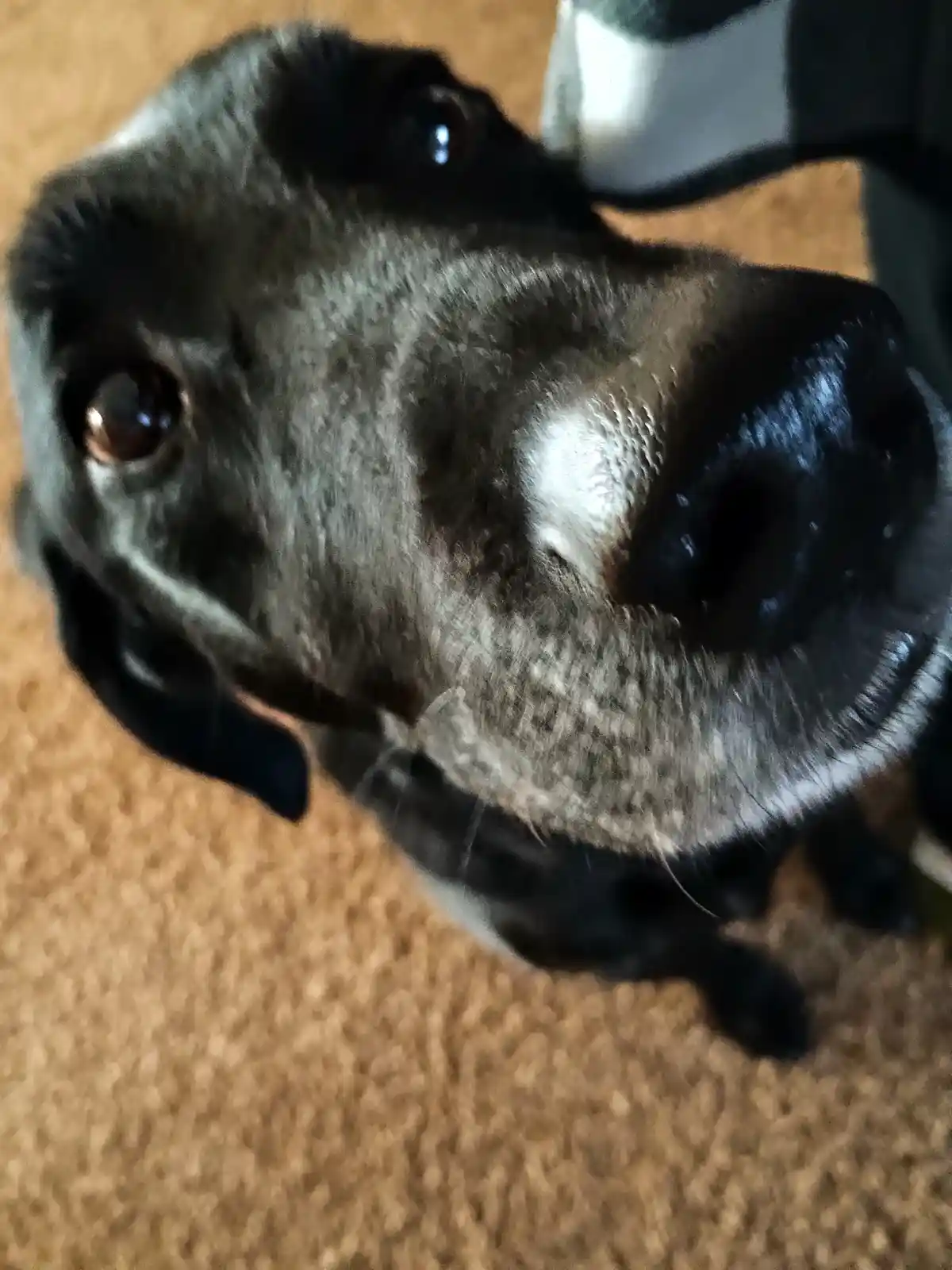 The Classic Boop: A Gesture of Affection