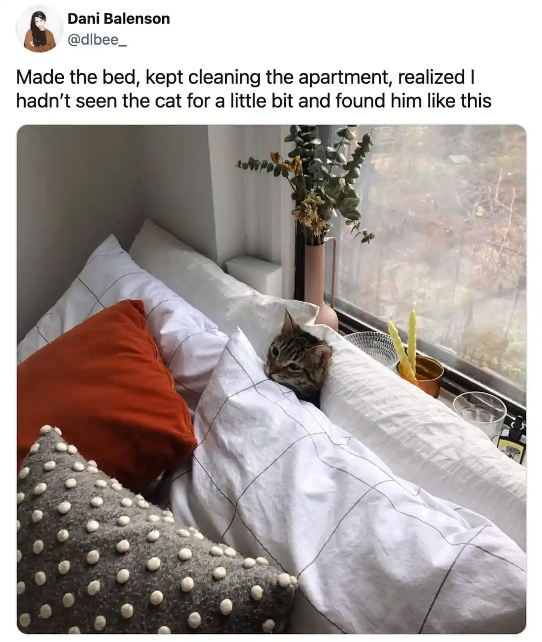 A tabby cat is peeking out from behind white pillows on a made bed, looking directly at the camera with a slightly annoyed…