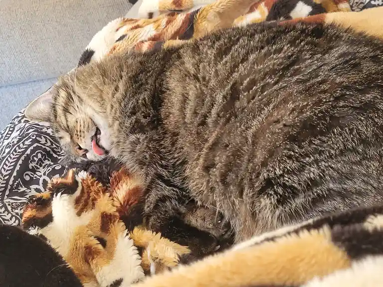 A tabby cat is curled up and sleeping soundly on a patterned blanket, its tongue slightly sticking out in a relaxed, dreamy…