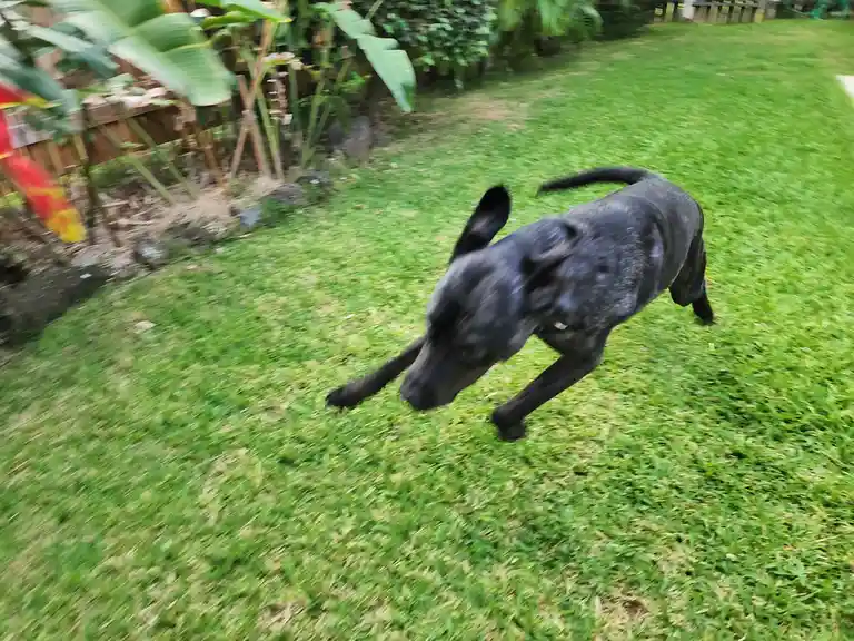 A black dog is captured mid-stride running across a green lawn, with motion blur indicating speed. The background shows…