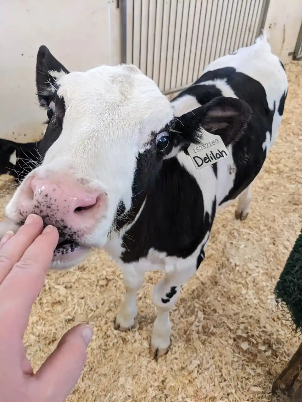A close-up photo shows a black-and-white calf named Delilah, identifiable by the ear tag with her name and ID number…