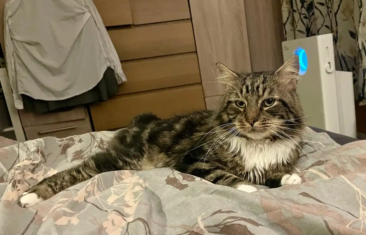 Welcoming a New Year with a New Foster Cat