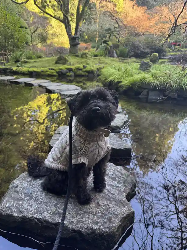 A small black dog with curly fur sits on a stone path over a pond in a serene, mossy Japanese garden, wearing a beige…