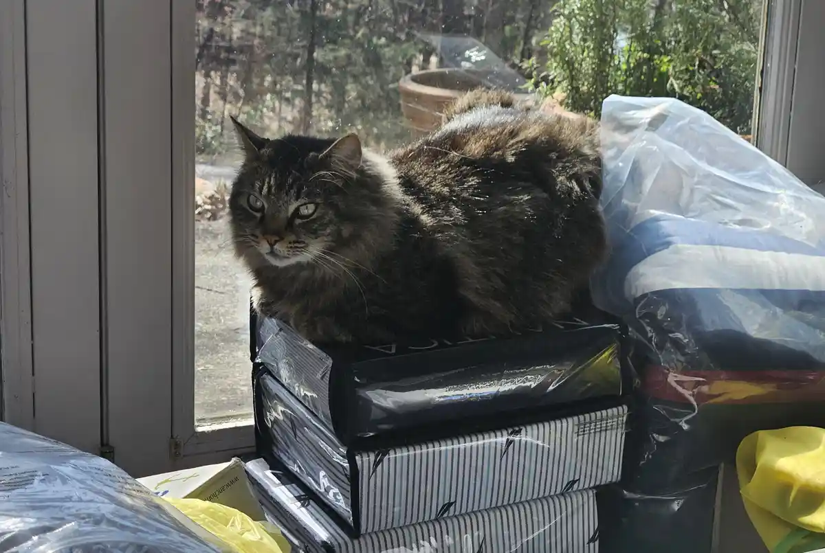 A fluffy, long-haired tabby cat with green eyes sits atop a stack of wrapped boxes near a window, looking directly at the…