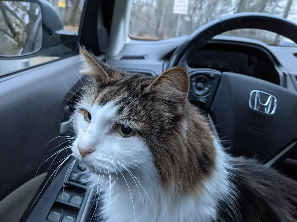 A fluffy brown and white cat sits in the driver's seat of a Honda car, looking off to the side with a bored or unimpressed…