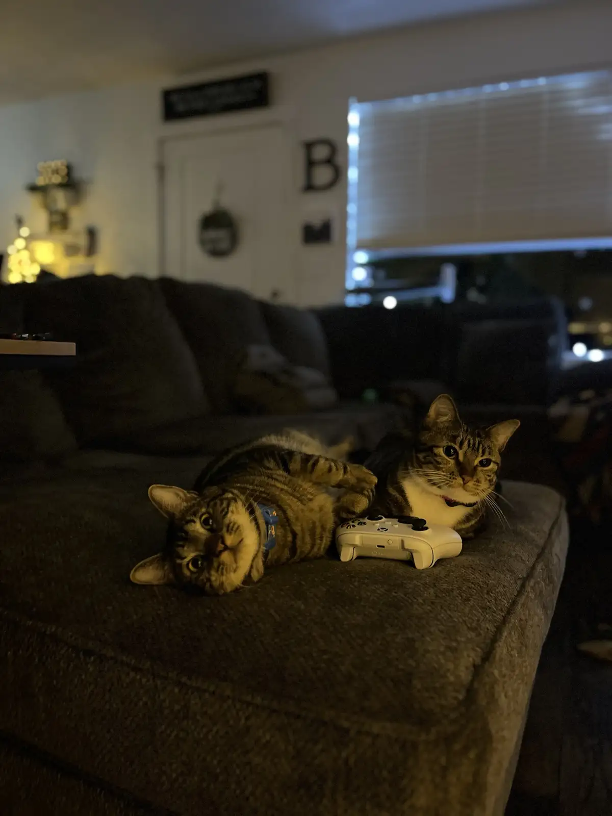 Two tabby cats are lounging on a dark couch in a dimly lit living room; one cat lies on its back looking up, while the other…