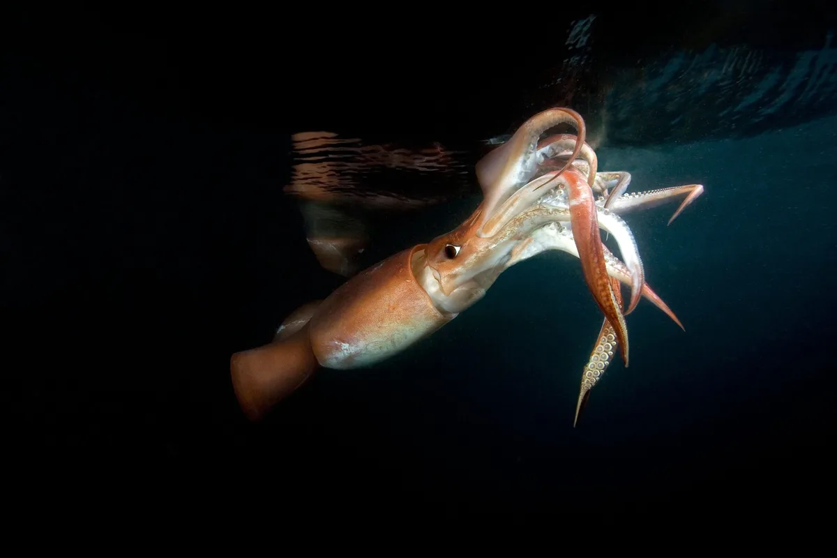 A squid is captured underwater near the surface, its tentacles wrapped around another squid's body, creating a comical image…