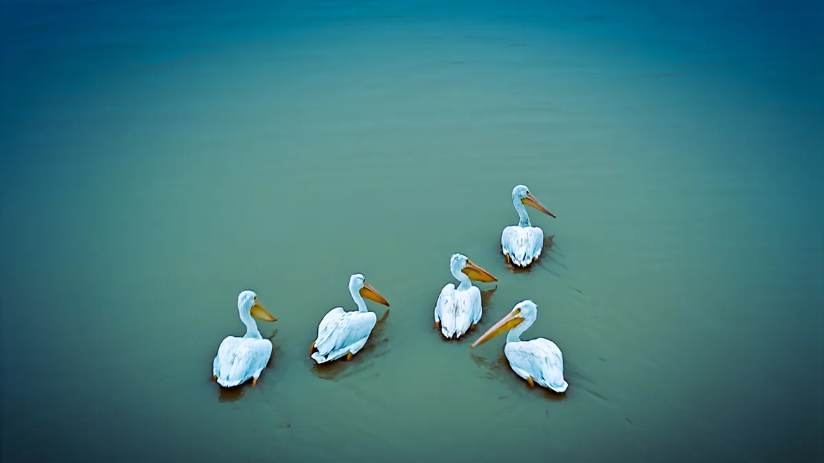 Pelican Parade: More Feathered Friends