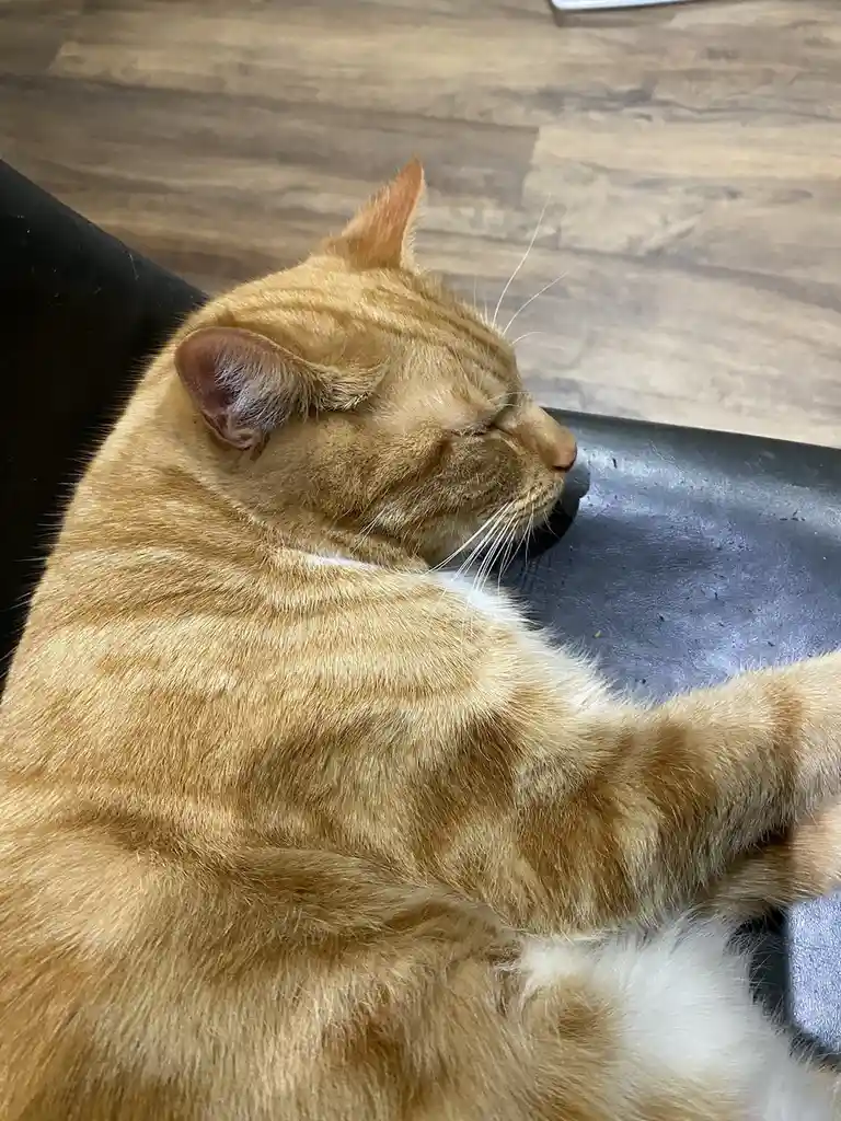 An orange tabby cat with white markings is sleeping soundly on a dark surface, its eyes closed and body relaxed. The…