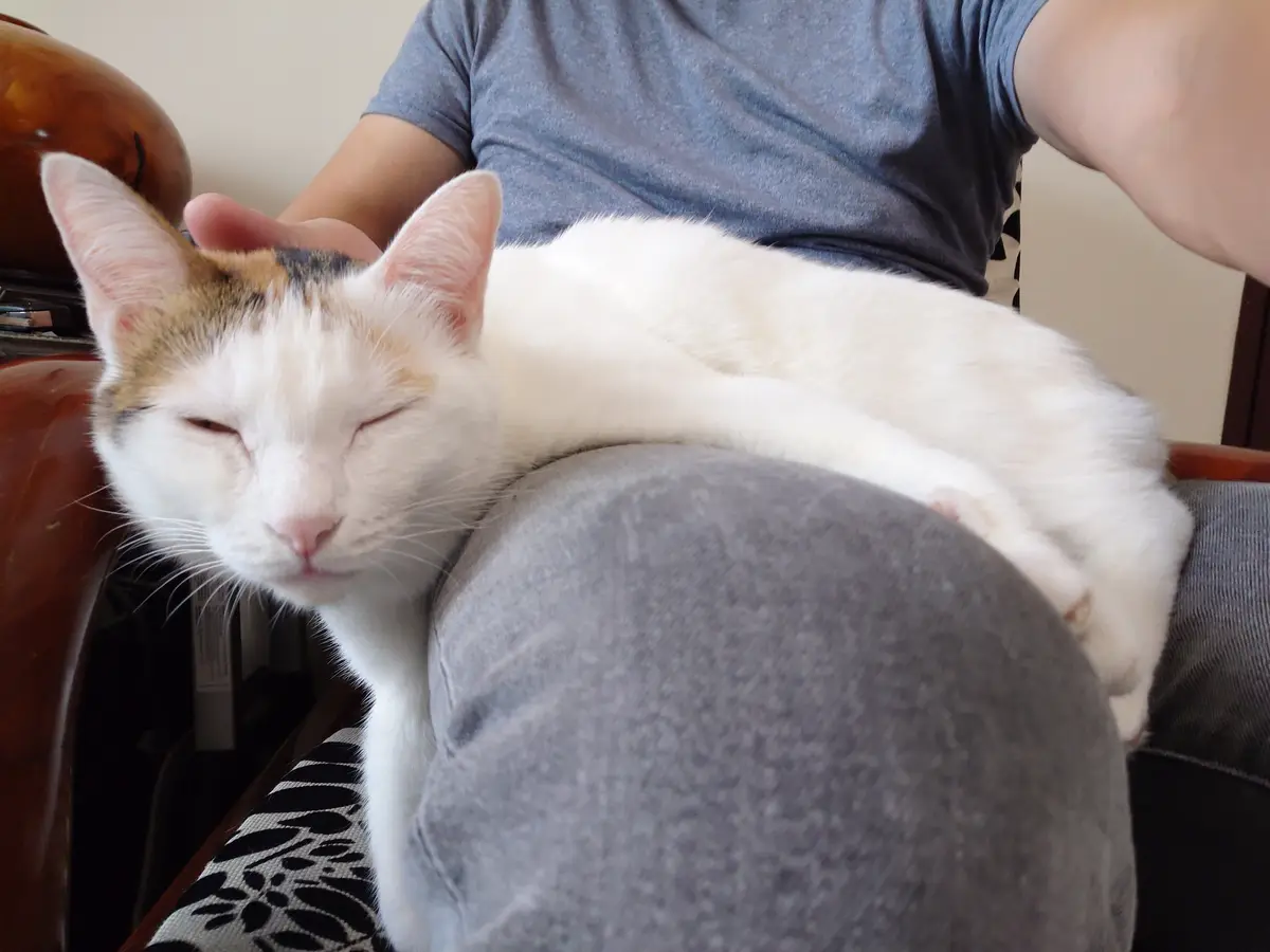 A calico cat with white, orange, and black fur is lying comfortably on a person's lap, eyes half-closed in contentment as…