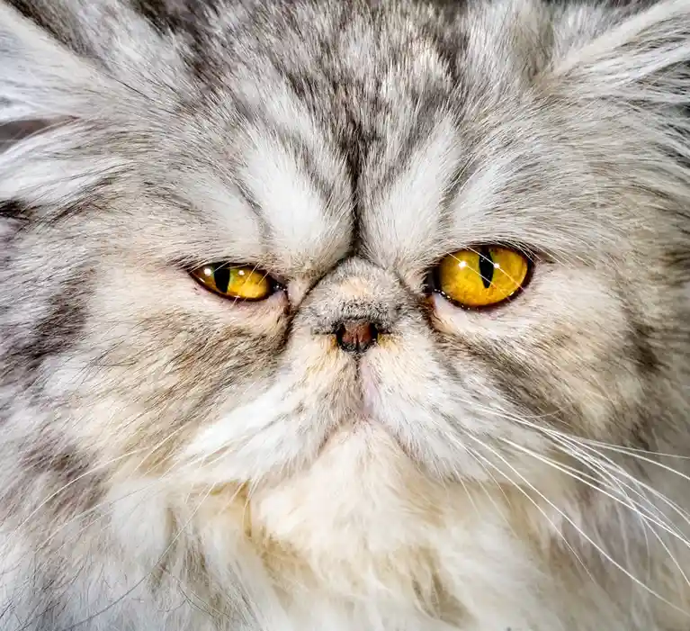 A close-up of a fluffy, silver-gray Persian cat with intense yellow eyes and a distinctly grumpy, downturned facial…