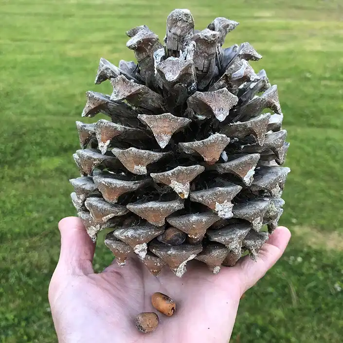 Using acorns for scale: a new perspective!