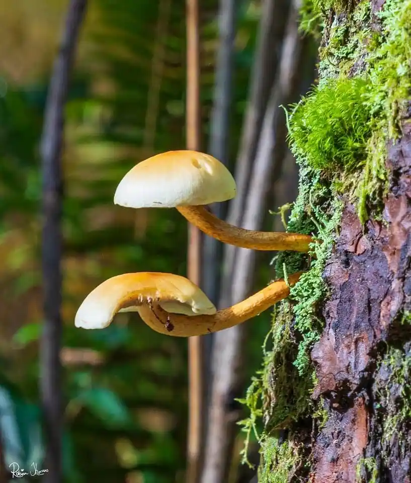 Exploring the World of Shrooms
