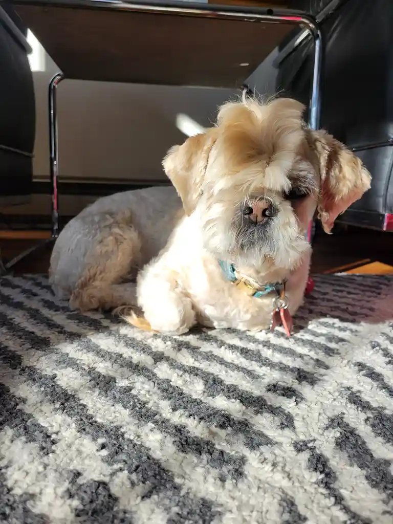 A small, fluffy, light-colored dog with a shaggy face and floppy ears is lying on a patterned rug under a chair. The dog has…