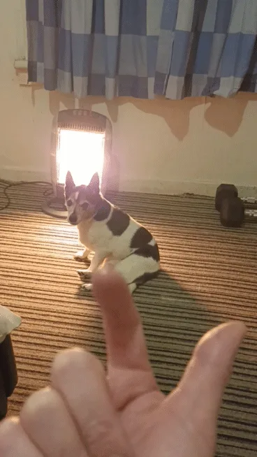 A split-screen image shows a small black and white dog sitting calmly in a room with a bright light behind it, then looking…
