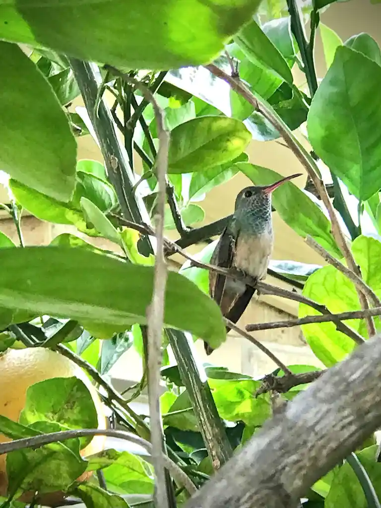 Charming Feathered Friends in the Backyard