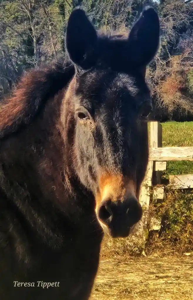 A close-up photo of a dark brown mule with large ears and a light-colored muzzle, looking directly at the camera. The mule…
