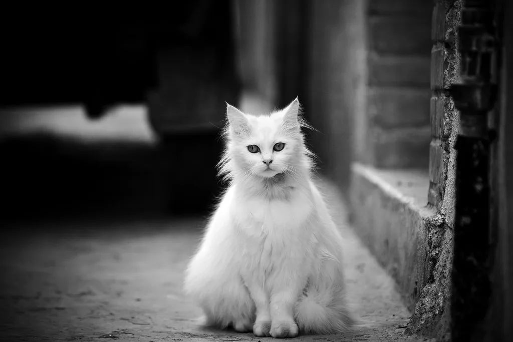 a black and white photo of a fluffy white cat sitting on a concrete surface next to a brick wall, looking directly at the…