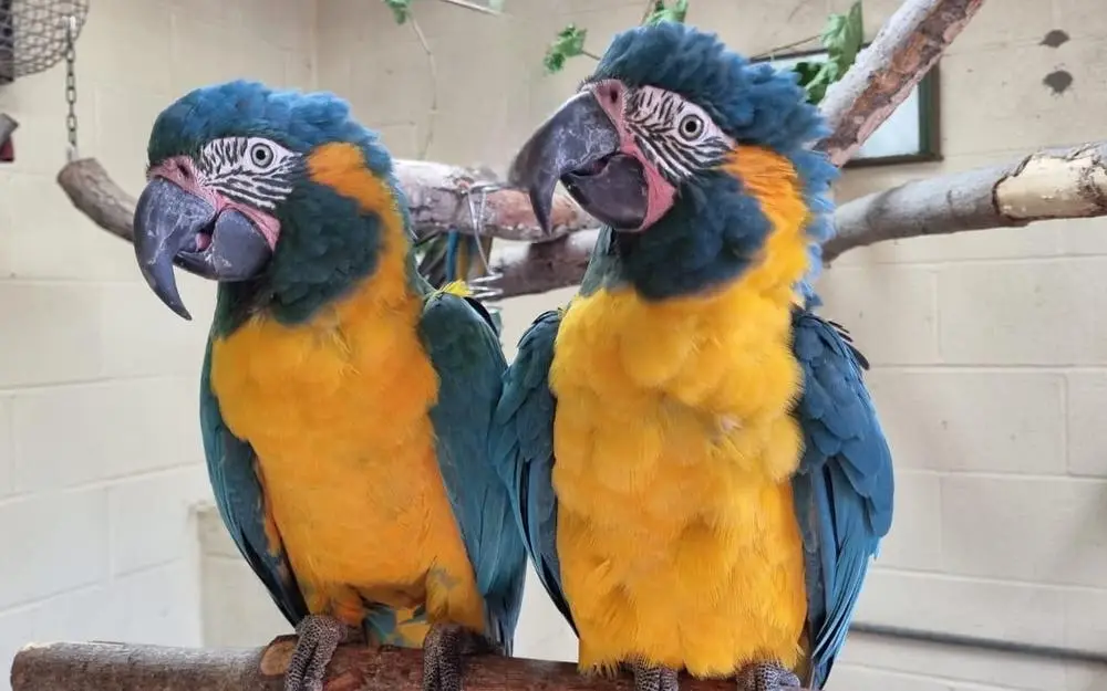 Two blue-and-yellow macaws sit side-by-side on a wooden perch in an enclosure with a cinder block wall background. The…