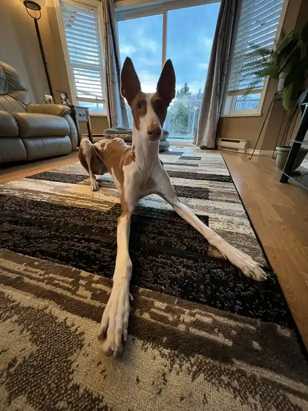 A slender, brown-and-white dog with large ears is lying on a patterned rug in a living room, stretching its front legs…