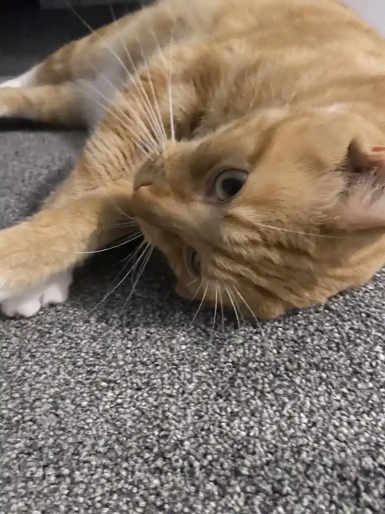 An orange tabby cat lies on its side on a gray carpet, looking up with one eye open and the other closed, appearing relaxed…
