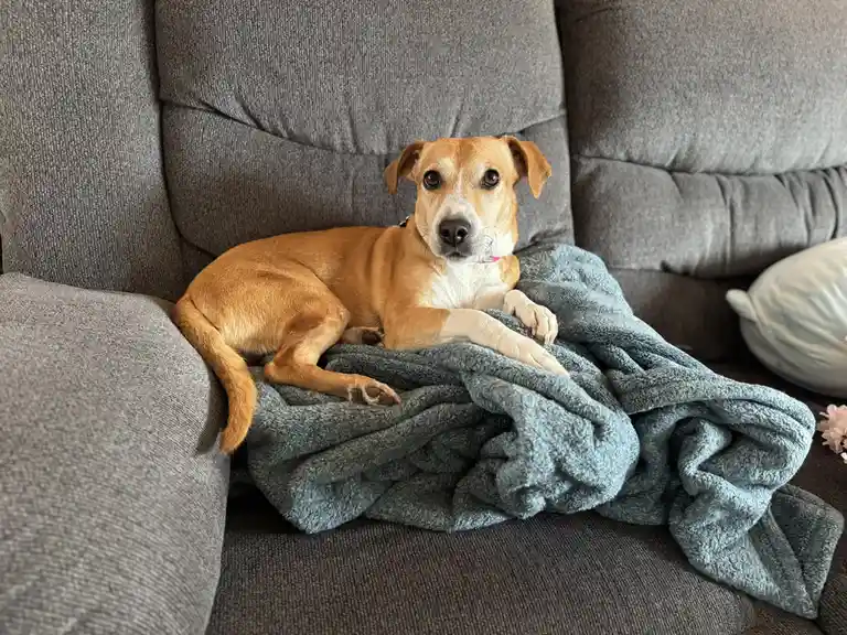 A tan and white dog with floppy ears lies on a gray couch, partially covered by a crumpled blue blanket, looking directly at…