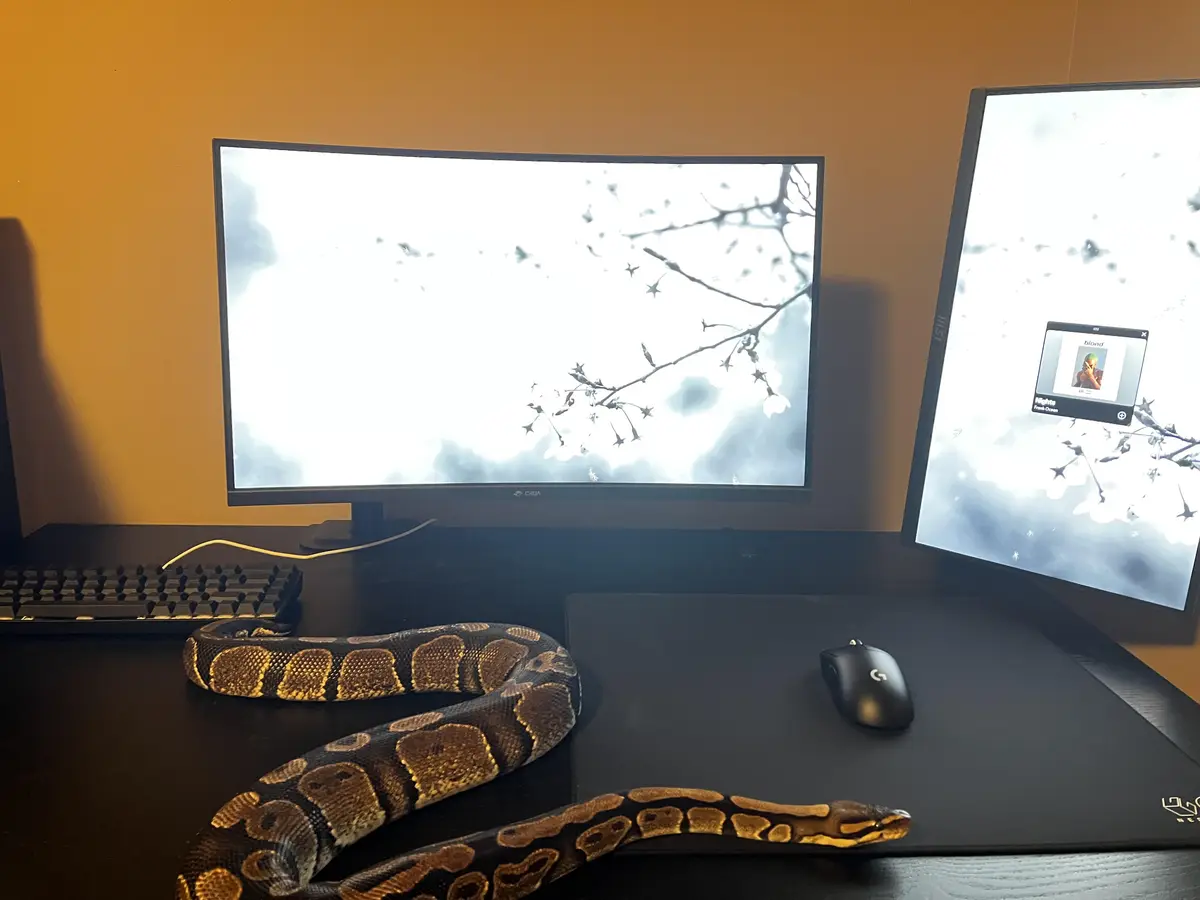 A large, patterned ball python snake is coiled across a black desk in front of two computer monitors displaying a cherry…
