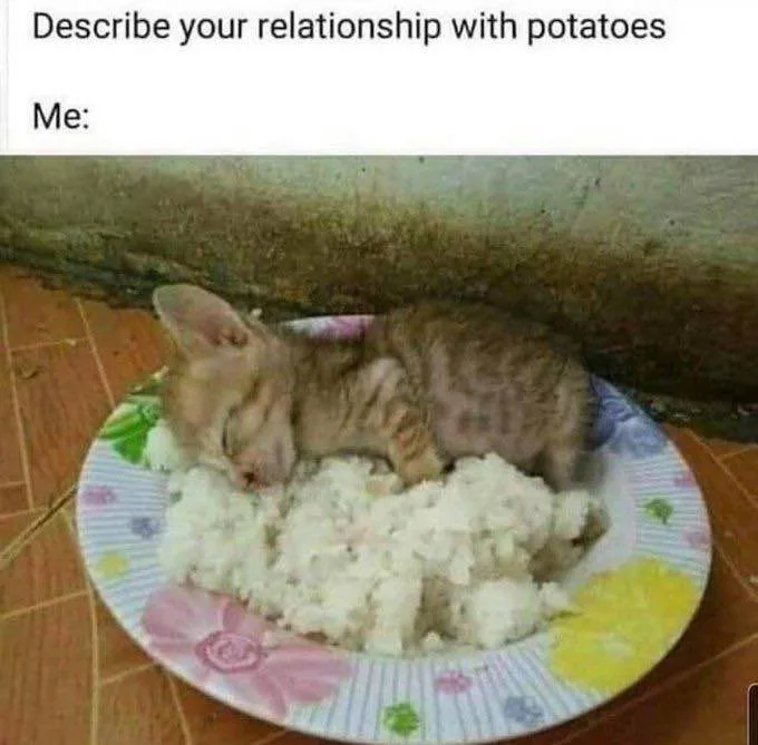 A small tabby kitten is sleeping soundly on a plate of white rice, which is placed on a tiled floor. The image is overlaid…