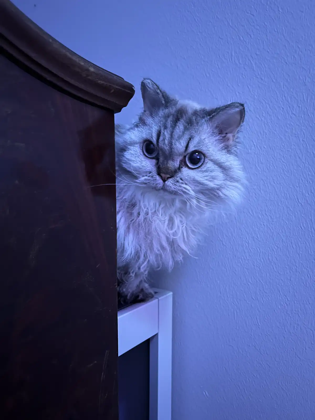 A Simple Greeting: Just a Friendly Hello!