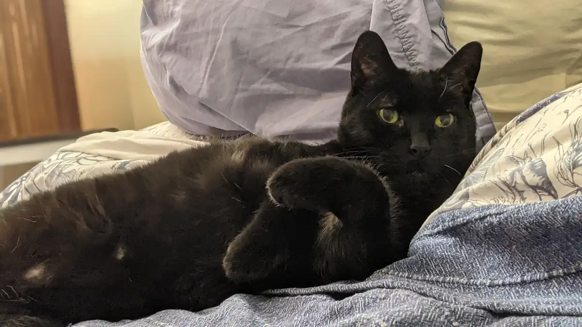 A black cat with green eyes is lounging comfortably on a person's lap, which is covered in blue jeans and a patterned…