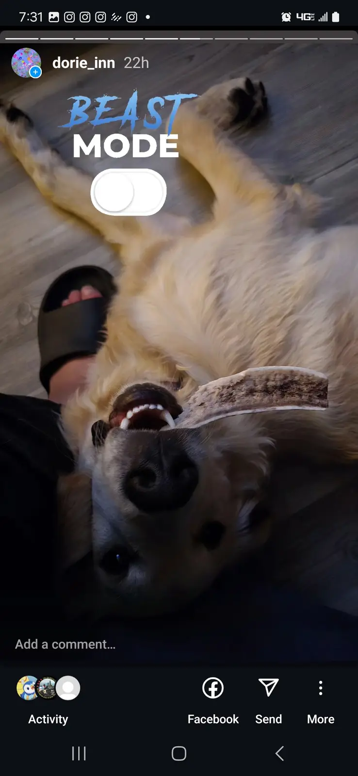 Meet Floyd, the Ferocious 9-Month-Old Golden Retriever!