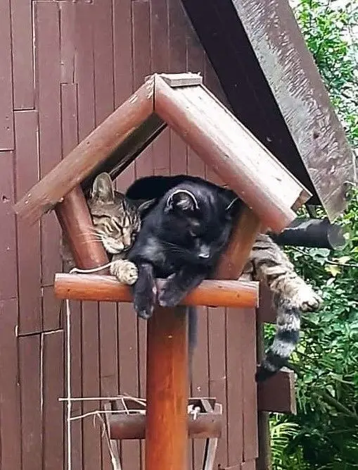 Two cats, one black and one tabby, are curled up sleeping inside a small wooden cat house mounted on a post against a brown…