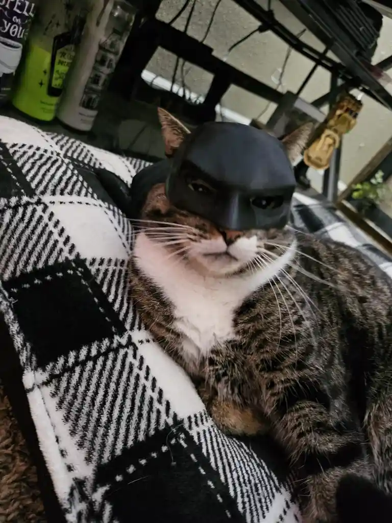 A tabby cat with a white chest is lying on a black-and-white patterned blanket, wearing a black Batman cowl that covers its…