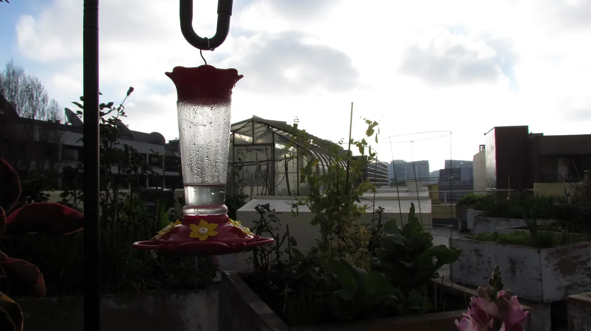 A red hummingbird feeder with condensation droplets hangs from a hook in a rooftop garden, surrounded by plants and distant…