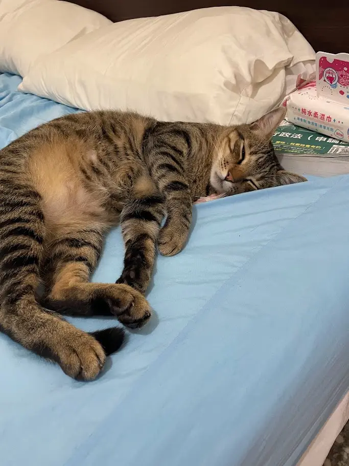 Adorable Cat Shenanigans
