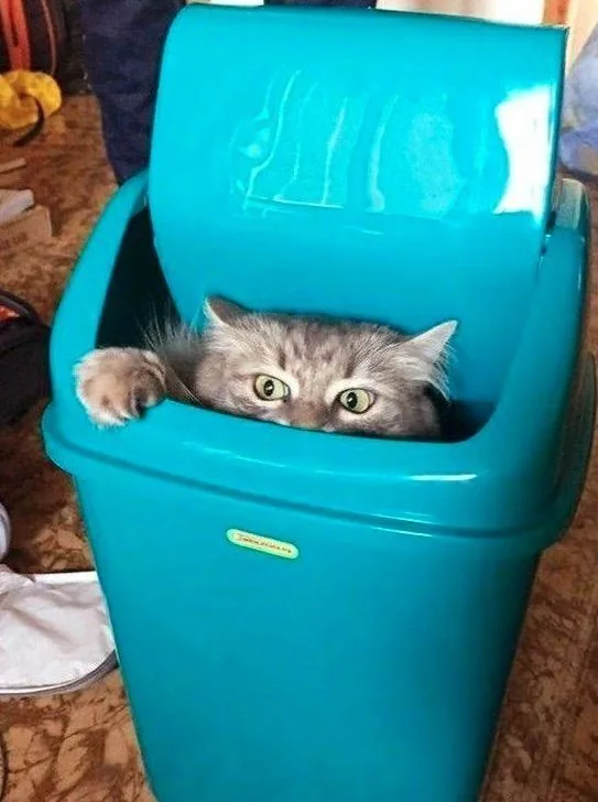 Here comes the trash man!
