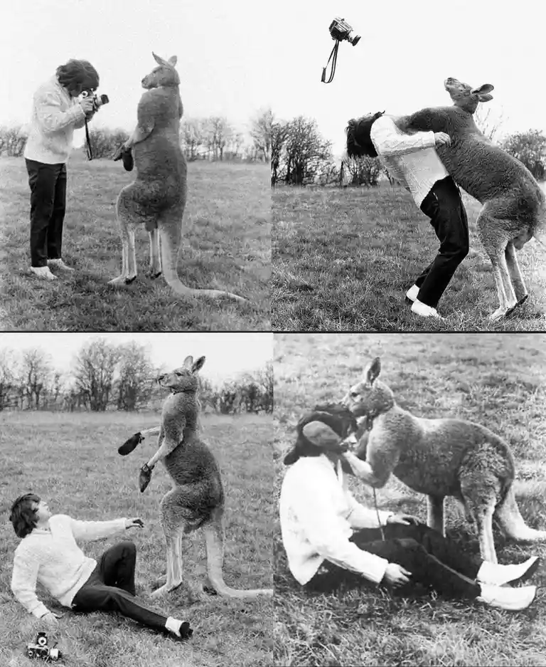 A black-and-white four-panel photo sequence shows a person interacting with a kangaroo in a field. In the first panel, the…
