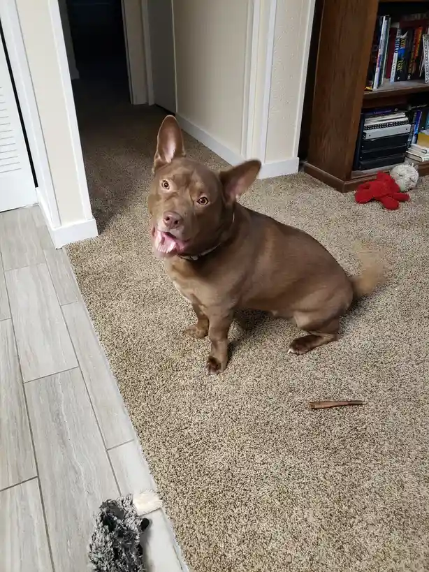 A brown dog with large ears and an open mouth sits on a beige carpet, looking up with an expression that seems to convey…