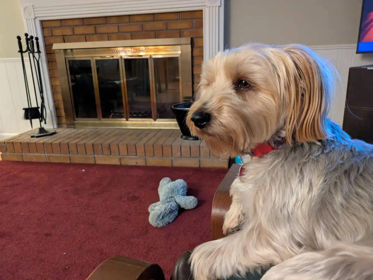 A fluffy, light-colored dog with a red collar sits on a wooden chair in a living room, looking off to the side with a…