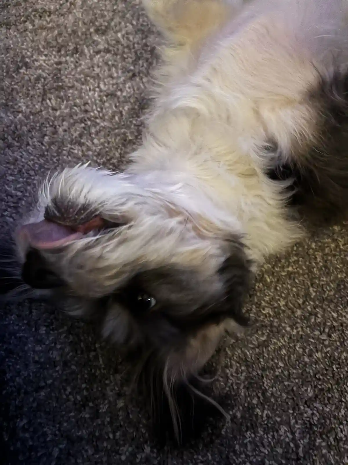 A fluffy, light-colored dog with dark markings lies on its back on a textured gray carpet, looking up with one eye open and…