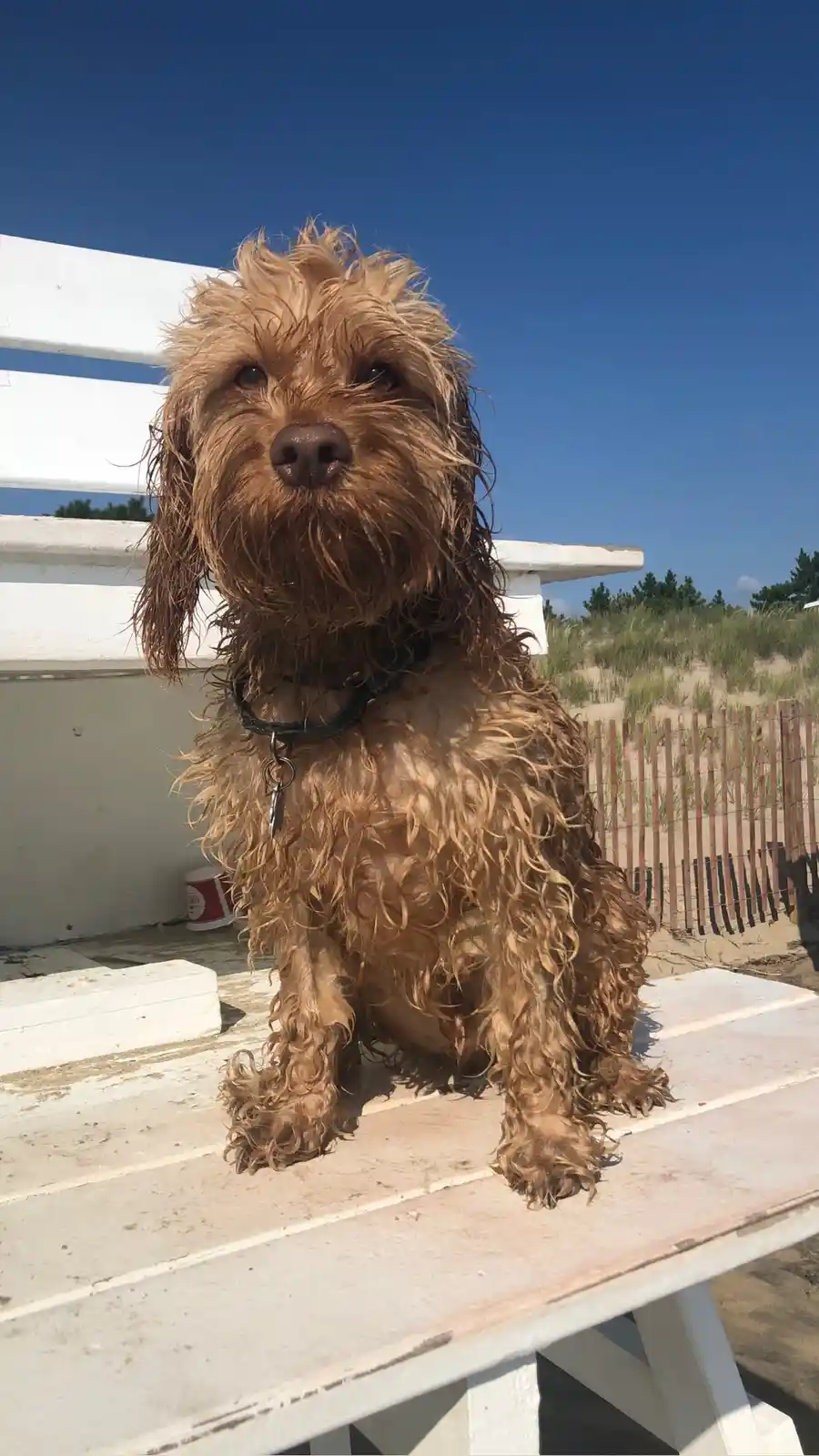 Celebrating Cake Day with Our Lifeguard!