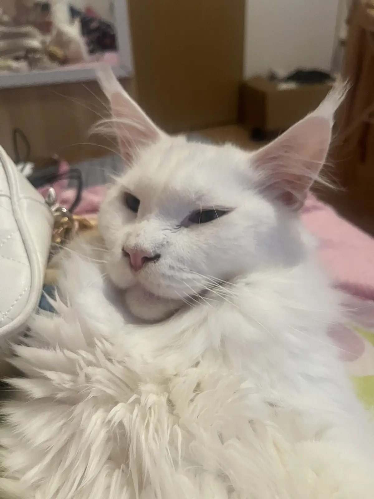 A close-up photo of a fluffy white cat with large ears and half-closed eyes, looking relaxed and unbothered. The cat is…